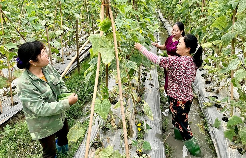 Tuyên Quang: Nhiều mô hình sinh kế giúp nông dân thoát nghèo